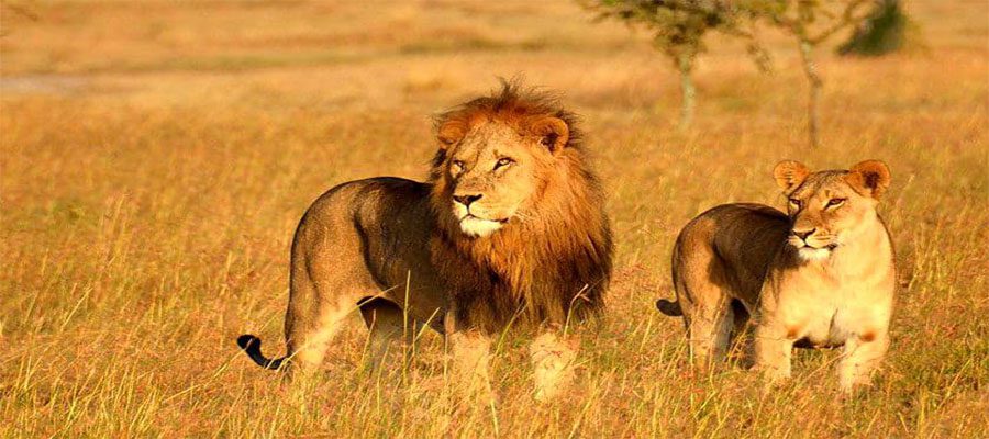 Lions asses and blackbuck- wildlife in Gujarat Lions asses and blackbuck- wildlife in Gujarat