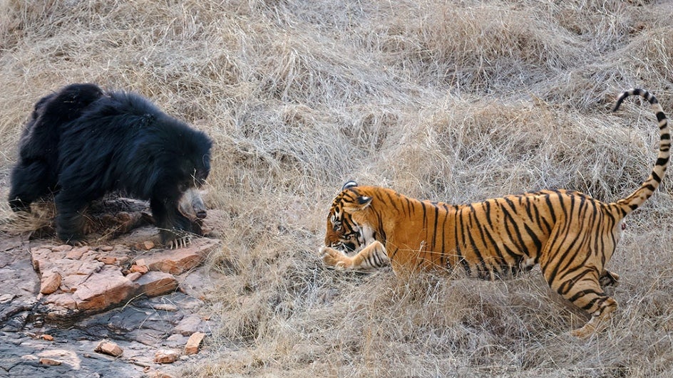 Tigers and Sloth Bears - Unusual Wildlife Experiences in Central India Tigers and Sloth Bears - Unusual Wildlife Experiences in Central India